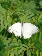 Ascia monuste monuste