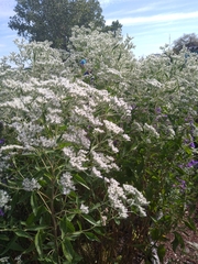 Eupatorium