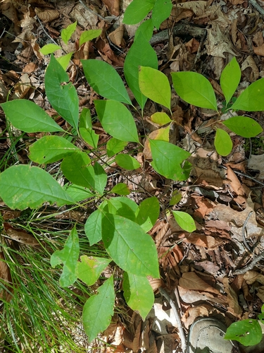 Lindera benzoin
