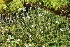 Cerastium arvense