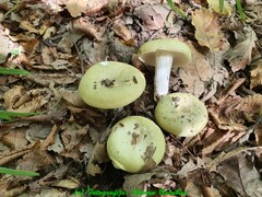 Russula pseudoaeruginea