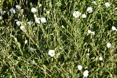 Cerastium arvense