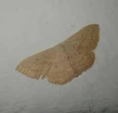 Scopula spoliata