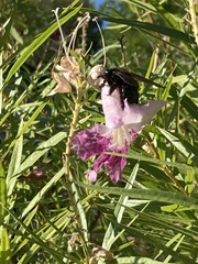Xylocopa californica