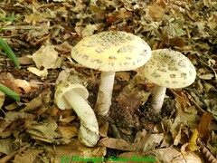 Amanita ceciliae
