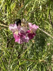 Xylocopa californica