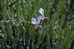 Pelargonium tetragonum