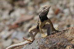 Crotaphytus bicinctores