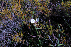 Pelargonium tetragonum