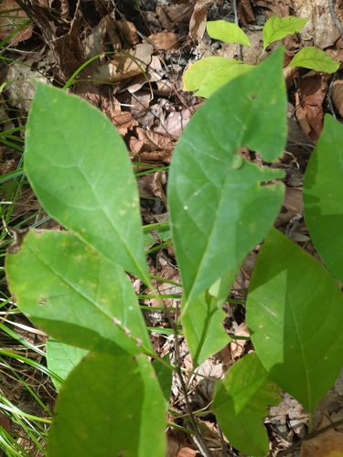 Lindera benzoin