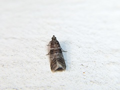 Sciota uvinella