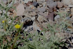 Phrynosoma platyrhinos