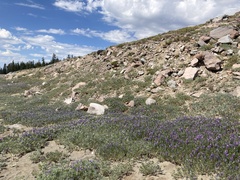 Lupinus obtusilobus