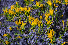Pteronia paniculata