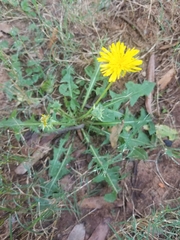 Taraxacum officinale
