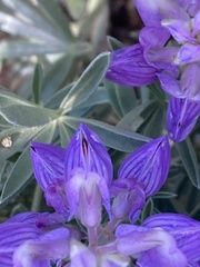 Lupinus obtusilobus