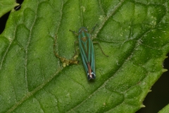 Cicadellini