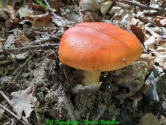 Amanita caesarea