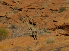 Oreotragus oreotragus