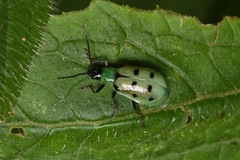 Diabrotica decempunctata