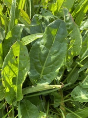 Rumex acetosa