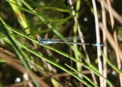 Ischnura elegans elegans