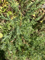 Juniperus virginiana