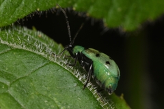 Diabrotica decempunctata