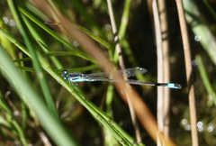 Ischnura elegans elegans
