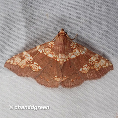 Saroba pustulifera