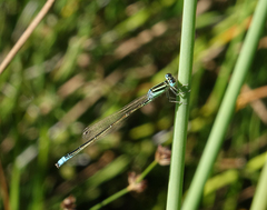 Ischnura pumilio