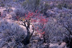 Tylecodon paniculatus
