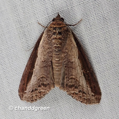 Lophoptera squammigera