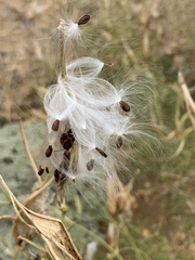 Asclepias fascicularis