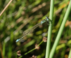 Ischnura pumilio