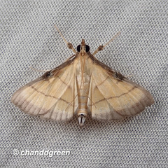 Cnaphalocrocis medinalis