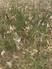Asclepias fascicularis