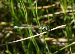 Ischnura pumilio