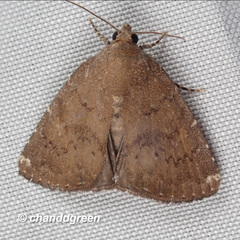 Amyna axis