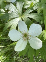 Anemoneae