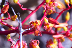 Tylecodon paniculatus