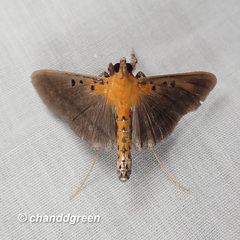 Filodes fulvidorsalis