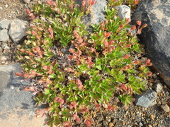 Rhododendron camtschaticum