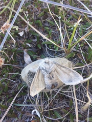 Gynaephora groenlandica