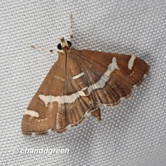 Hymeniini