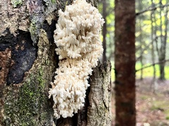 Hericium coralloides