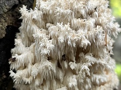 Hericium coralloides