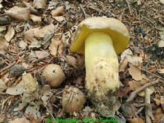 Butyriboletus appendiculatus