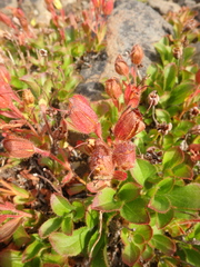 Rhododendron camtschaticum