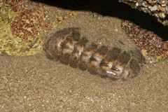 Chiton stokesii